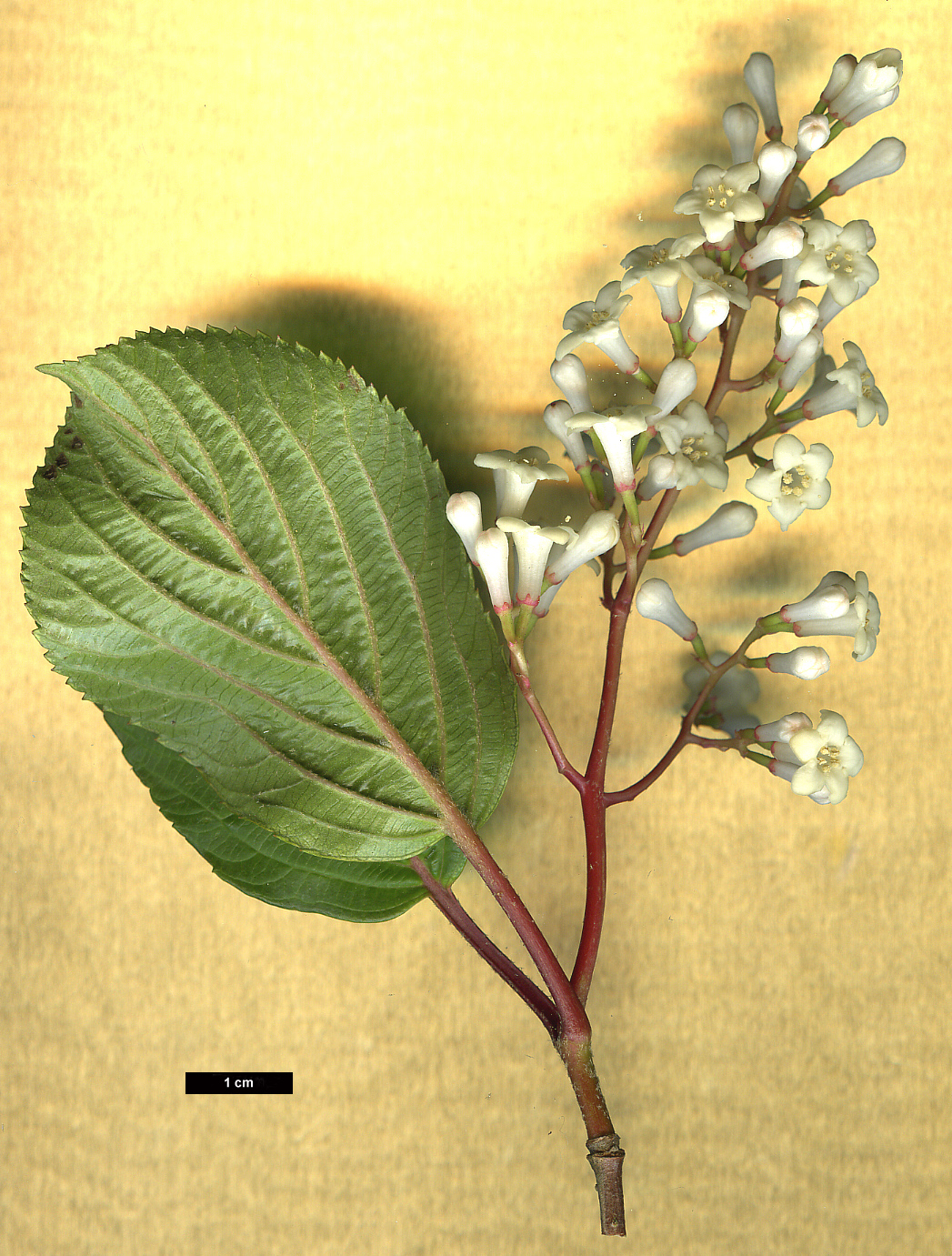 High resolution image: Family: Adoxaceae - Genus: Viburnum - Taxon: erubescens - SpeciesSub: var. gracilipes